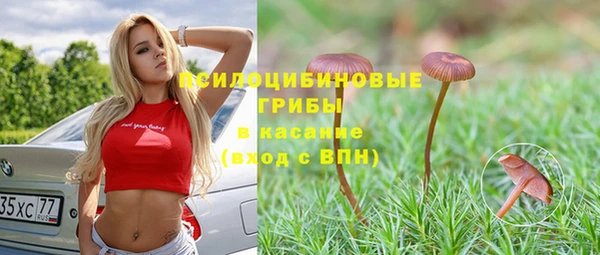 стаф Новокубанск